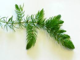 Attēlu rezultāti vaicājumam “Ceratophyllum submersum leaf”