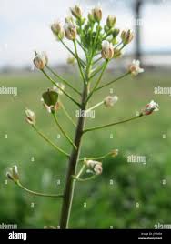 Attēlu rezultāti vaicājumam “Capsella bursa-pastoris bud”