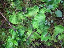 Attēlu rezultāti vaicājumam “Peltigera leucophlebia”