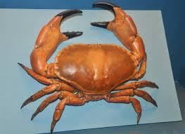 Image result for Cancer pagurus