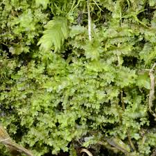 Attēlu rezultāti vaicājumam “Leiocolea collaris”