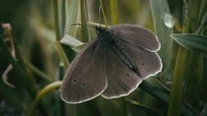 Attēlu rezultāti vaicājumam “Aphantopus hyperantus underside”