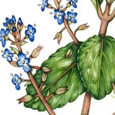 Attēlu rezultāti vaicājumam “Veronica beccabunga”