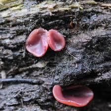 Attēlu rezultāti vaicājumam “Ascocoryne cylichnium”