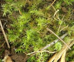 Attēlu rezultāti vaicājumam “Drepanocladus aduncus var. polycarpon”