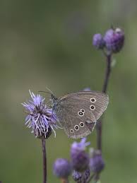 Attēlu rezultāti vaicājumam “Aphantopus hyperantus upperside”