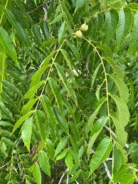 Attēlu rezultāti vaicājumam “Juglans regia leaf”