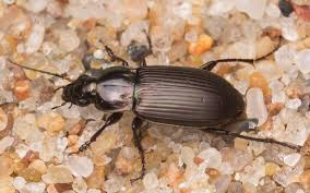 Attēlu rezultāti vaicājumam “Poecilus versicolor”