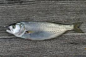 Image result for Pomatomus saltatrix