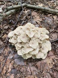 Attēlu rezultāti vaicājumam “Polypores”