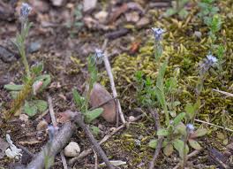 Attēlu rezultāti vaicājumam “Myosotis stricta”