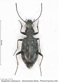 Attēlu rezultāti vaicājumam “Asaphidion pallipes”