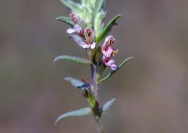 Attēlu rezultāti vaicājumam “Odontites vulgaris fruit”