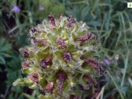 Attēlu rezultāti vaicājumam “Campanula cervicaria flower”