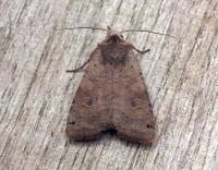 Attēlu rezultāti vaicājumam “Xestia baja”