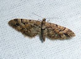 Attēlu rezultāti vaicājumam “Eupithecia lanceata”