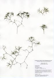 Attēlu rezultāti vaicājumam “Najas minor”