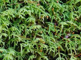 Attēlu rezultāti vaicājumam “Sciuro-hypnum curtum”