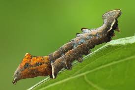 Attēlu rezultāti vaicājumam “Notodonta ziczac”