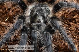 Znalezione obrazy dla zapytania Grammostola grossa