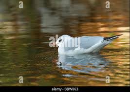 Attēlu rezultāti vaicājumam “Larus ridibundus adult”