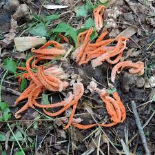 Attēlu rezultāti vaicājumam “Phleogena faginea young”