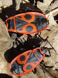 Attēlu rezultāti vaicājumam “Pyrrhocoris apterus nymph”