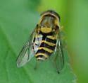 Attēlu rezultāti vaicājumam “Syrphus sp. imago”