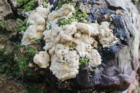 Attēlu rezultāti vaicājumam “Junghuhnia pseudozilingiana”