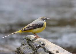 Attēlu rezultāti vaicājumam “Motacilla cinerea”