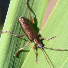 Attēlu rezultāti vaicājumam “Donacia dentata”