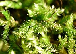 Attēlu rezultāti vaicājumam “Rhynchostegiella tenella macro”