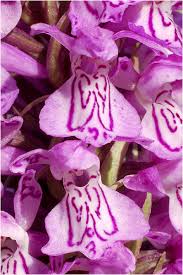 Attēlu rezultāti vaicājumam “Dactylorhiza majalis subsp. baltica”