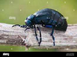 Attēlu rezultāti vaicājumam “Meloe sp.”