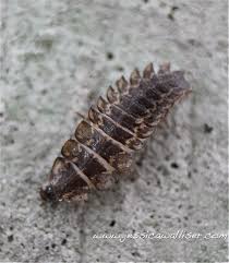 Attēlu rezultāti vaicājumam “larva”