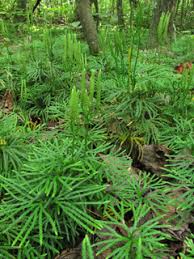 Attēlu rezultāti vaicājumam “Diphasium complanatum”