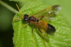 Attēlu rezultāti vaicājumam “Tenthredo mandibularis”