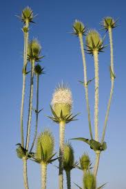 Image result for Dipsacus laciniatus