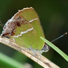 Attēlu rezultāti vaicājumam “Comatricha fragilis stalked”