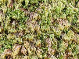 Attēlu rezultāti vaicājumam “Isothecium alopecuroides”