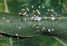 Attēlu rezultāti vaicājumam “Chrysopa eggs”