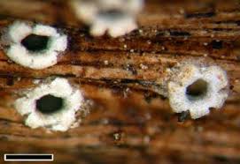 Attēlu rezultāti vaicājumam “Stictis”