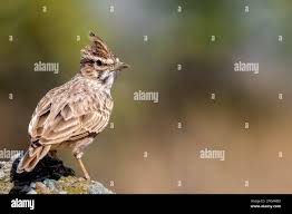 Image result for Galerida cristata