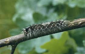 Attēlu rezultāti vaicājumam “Lymantria monacha”