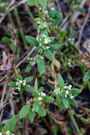 Attēlu rezultāti vaicājumam “Polygonum aviculare flower”