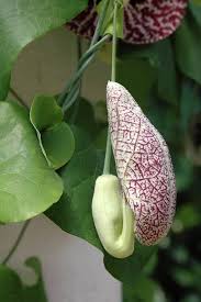 Attēlu rezultāti vaicājumam “Aristolochia durior flower”