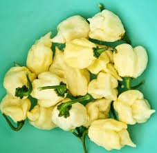 Afbeeldingsresultaat voor white habanero hot pepper