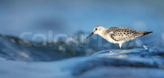 Attēlu rezultāti vaicājumam “Calidris alba”