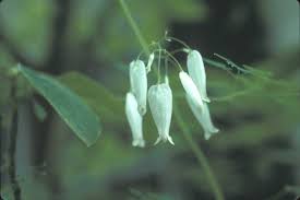 Image result for Adlumia cirrhosa