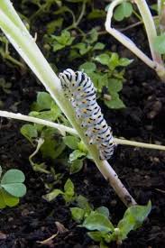 Attēlu rezultāti vaicājumam “Papilio machaon larva”